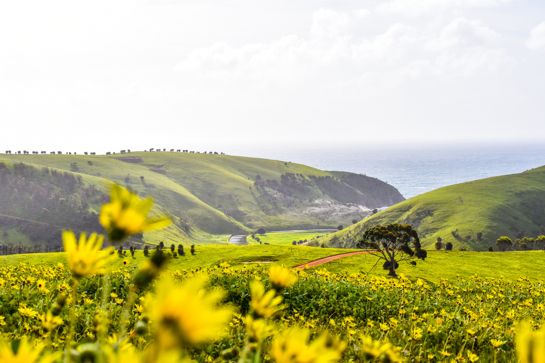 Yellow flowers paint the green valley of Kangaroo Island, SA