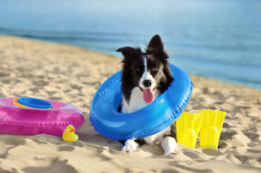 A happy dog sitting on the beach with a floatation ring and swimming gear, showing the fun you can have when staying at pet-friendly accommodation.